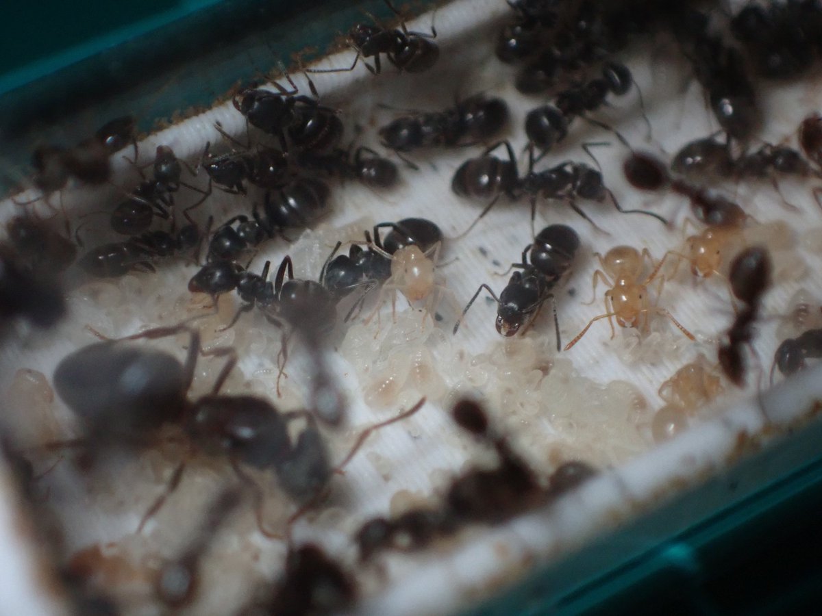 c90UEGv3HUTi5oz's tweet photo. #アメイロケアリ
#Lasius umbratus
唯一ワーカーが出ずに越冬してしまった最後のアメケにも、綺麗な子がたくさん生まれてきてくれてますヽ(*´▽)ノ♪
やっぱりこの同じ巣に2色のワーカーがいる姿はたまらないですね♪ヽ(´▽`)/
6月から結婚飛行始まりますので、寄生挑戦してみるのも楽しいですよ☺️ https://t.co/WNlnqNvgjF