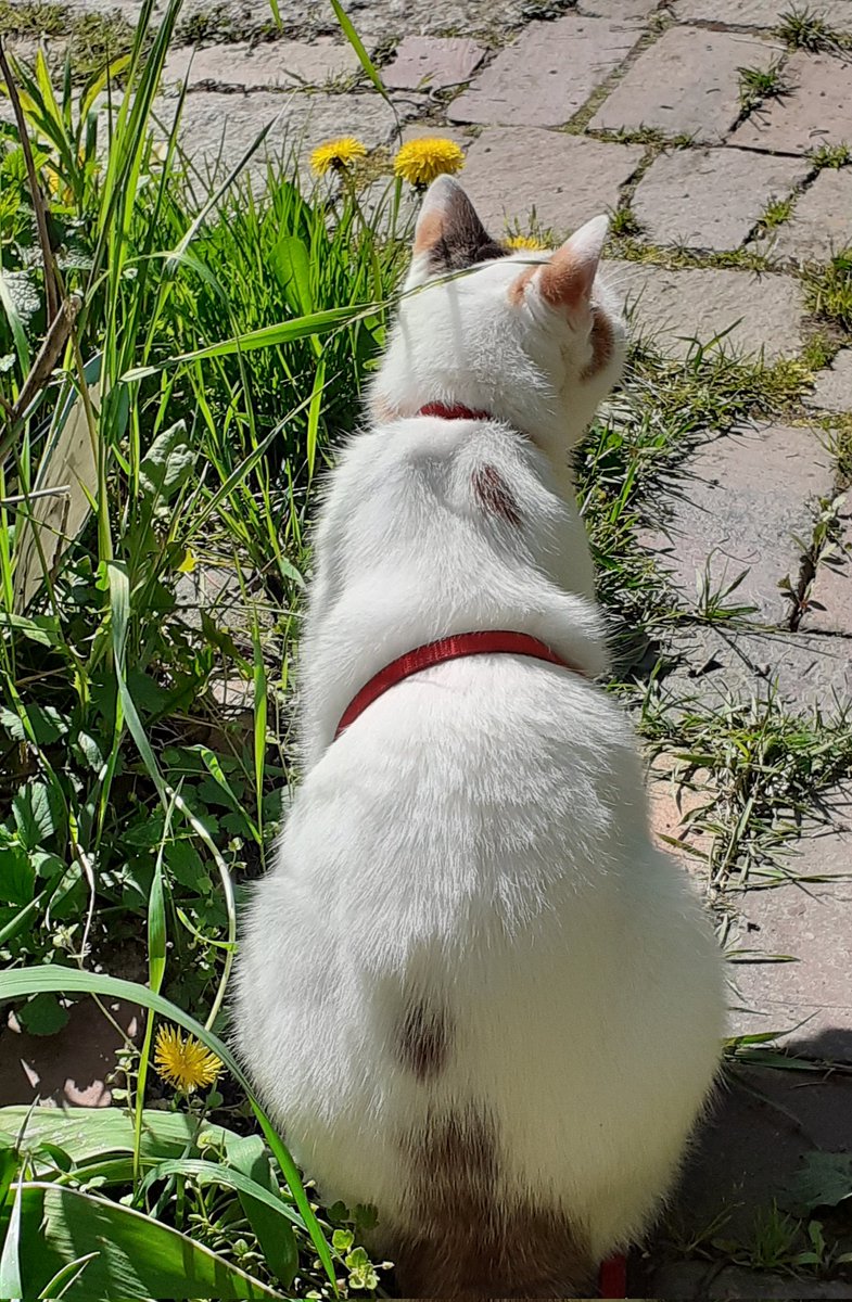 TrudiWaldfee's tweet photo. Apfelsinen im Haar und....
🎵🎶🎵 Schönen 1.Mai. https://t.co/jGP4ncI310