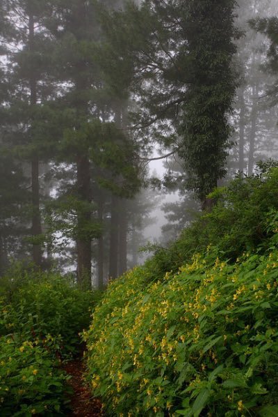 BeautyPakistani's tweet photo. Nathia Gali, Pakistan. https://t.co/4CWA6WbKYB