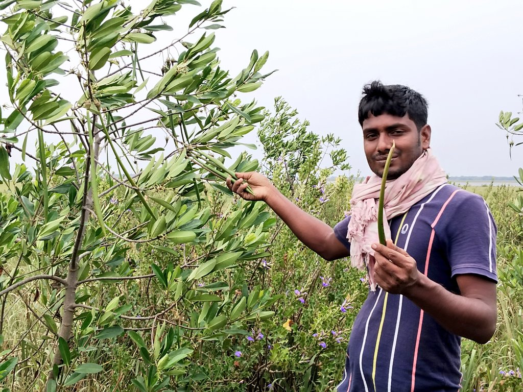 Incredible times immersed in the breathtaking mangrove ecosystems. It's truly amazing to witness the power of nature at work. #OdishaCoast🌱🚣‍♂️
#YouthForMangroves #CommunityMatters
#ClimateRssilence @ErikSolheim @SatpathyLive @thewire_in @SujitBakul @Pintu_Patra1 @OdishaSeaTurtle