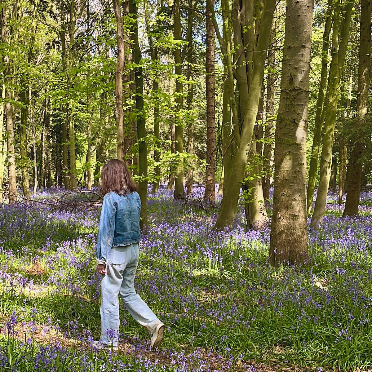 storms_horizon's tweet photo. Bluebells in bloom 🩵

Fun fact: Bluebell sap was often used to bind the pages of books and glue the feathers onto arrows. 🏹 📖 https://t.co/3JtrDRDbQn