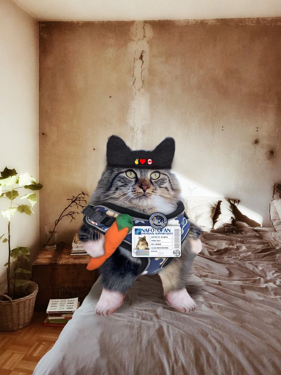 room-rater-on-twitter-lest-there-be-any-doubt-ella-is-a-fella-nafo