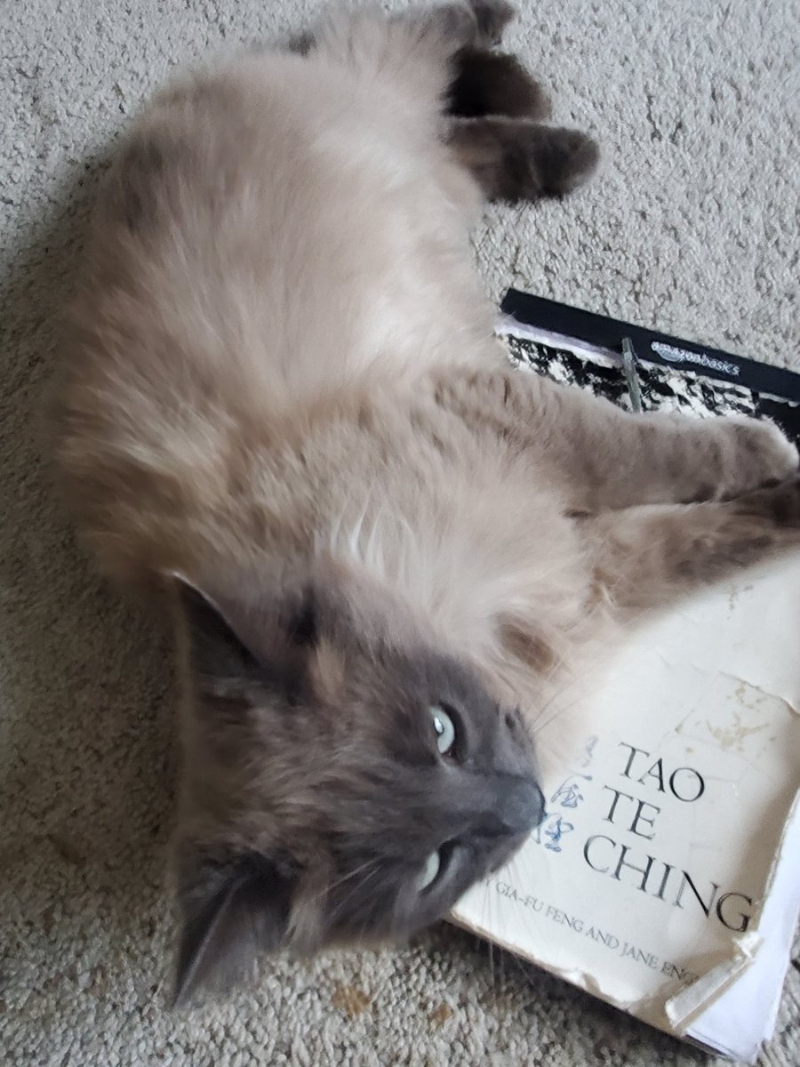 It's Willow's turn to rest in the tao. #sharingspace #taoteching #catinthezone #kittyandLaoTsu