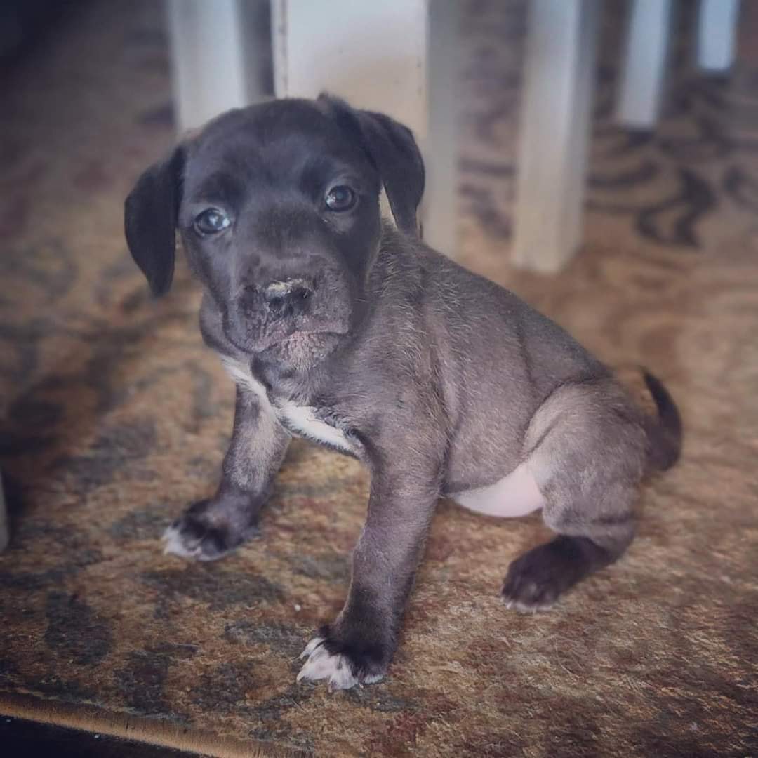 Otter our cleftie who is gonna be a big girl is nearly ready for adoption! She is doing swimmingly and ready for applications!! Love, sonder the cleft princess.