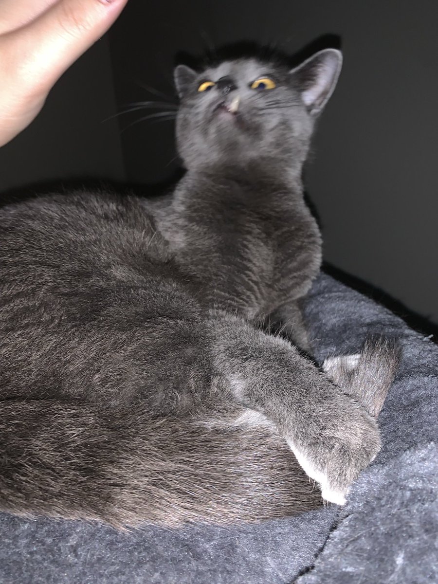 Mad Karin Studios tweet media