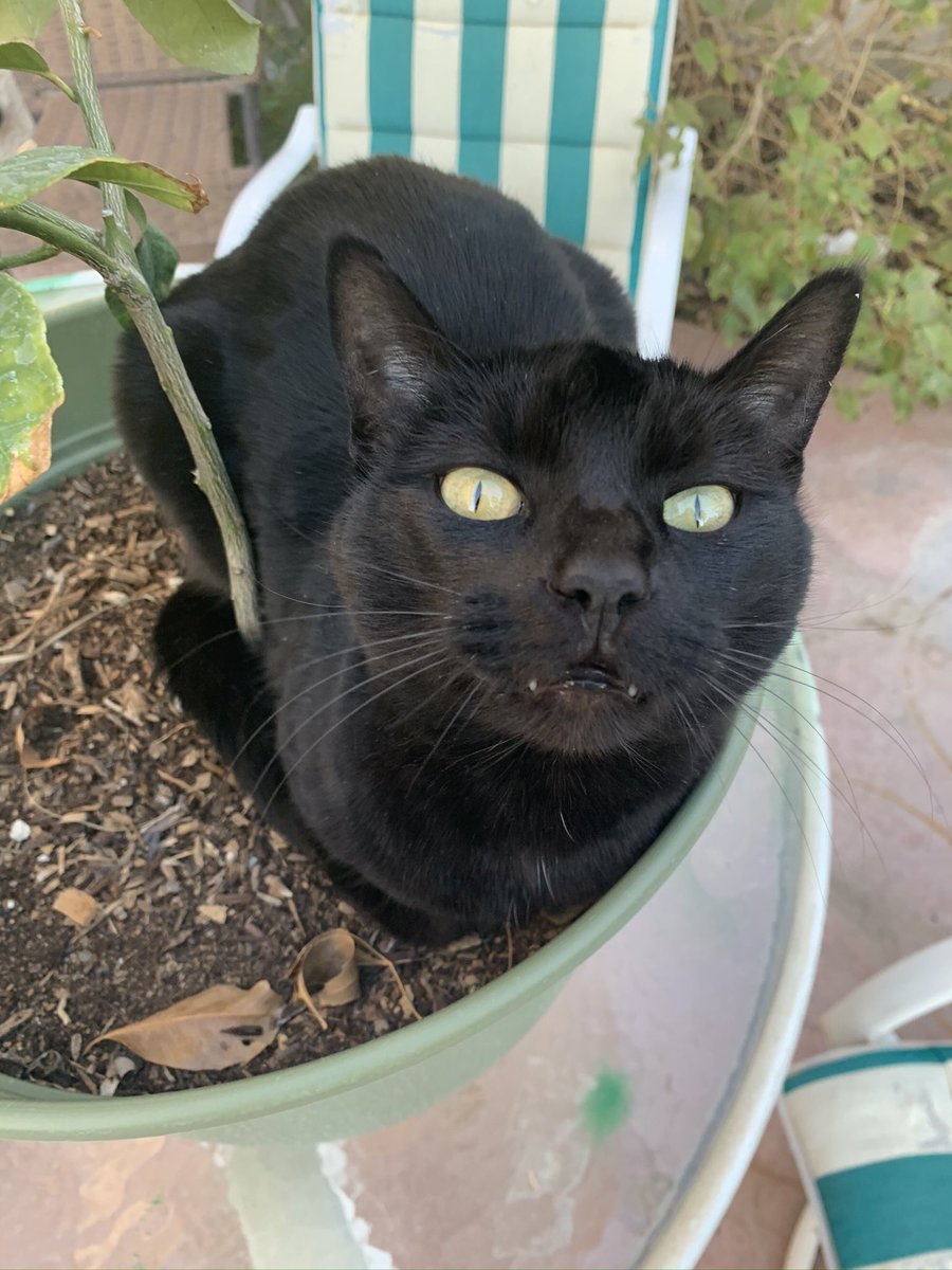 Mad Karin Studios tweet media