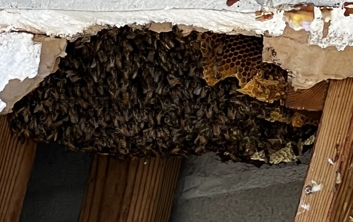 kwcps's tweet photo. Kristine Bowles, KW Sheriffs Dept, is facilitating the safe removal of honey bees at AES. Ms. Bowles, along with the help of Barry Rice and Tony Arizzi, are also going to safely relocate the honey bees.
It looks like it will "bee" safe for students and staff to return tomorrow! https://t.co/YZipA9AkzQ