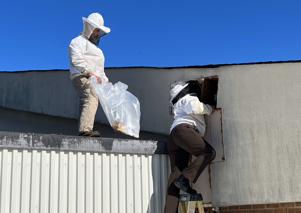 kwcps's tweet photo. Kristine Bowles, KW Sheriffs Dept, is facilitating the safe removal of honey bees at AES. Ms. Bowles, along with the help of Barry Rice and Tony Arizzi, are also going to safely relocate the honey bees.
It looks like it will "bee" safe for students and staff to return tomorrow! https://t.co/YZipA9AkzQ