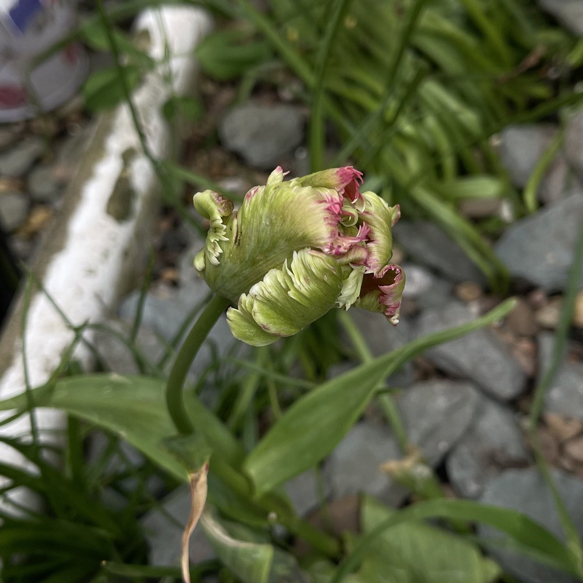 knowitpaul's tweet photo. Venus fly trap almost out. https://t.co/DnYOvzZenR