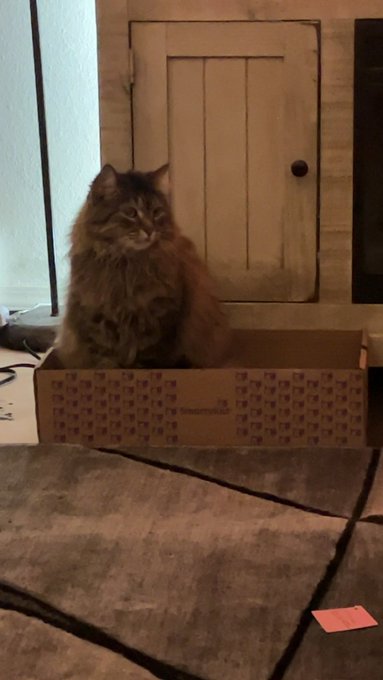 Cat in a box🤣🤣 https://t.co/Ba26oIbVPV