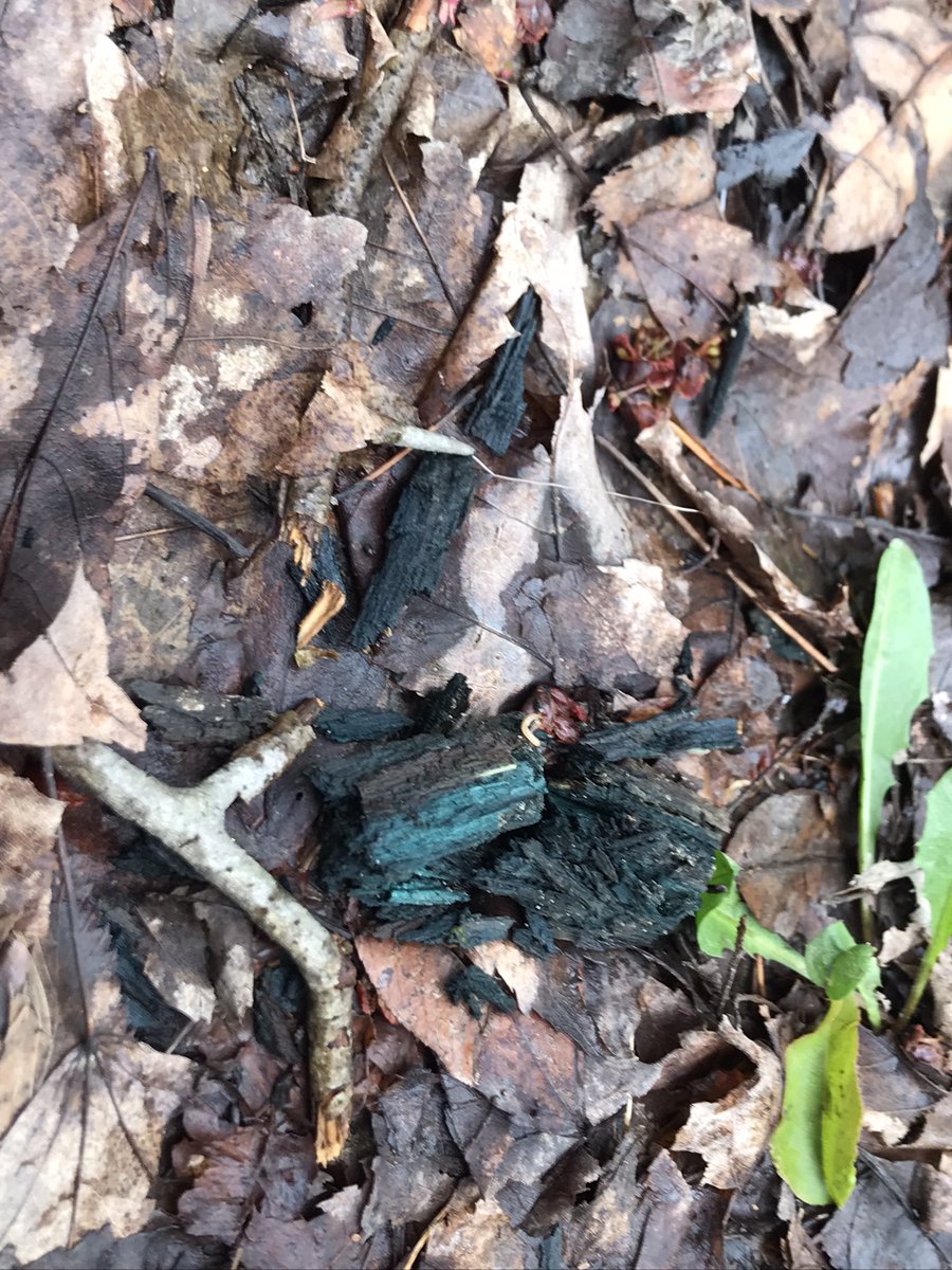 Incredible blue mold seen on a hike. Nature is so cool 💙 #NatureBeauty