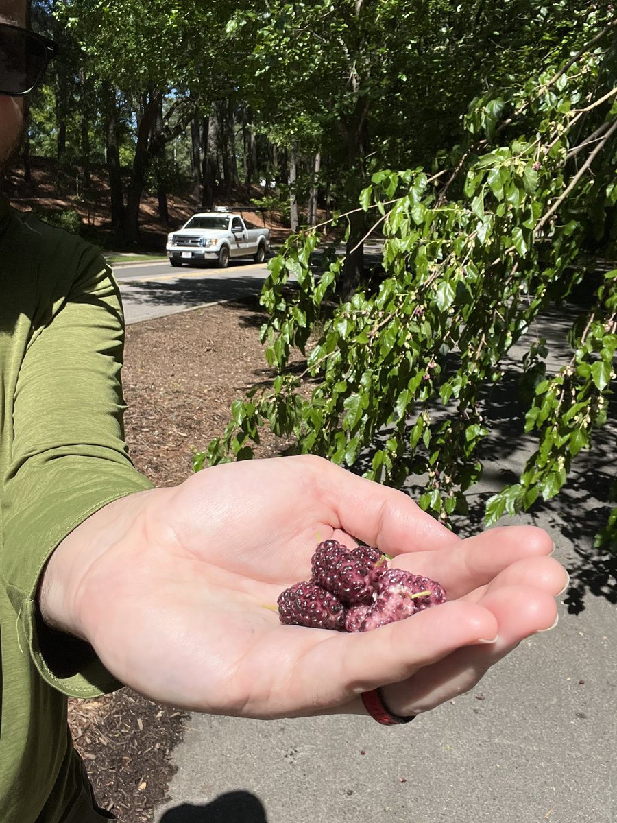 Nathan Williams (@future_of_rec) on Twitter photo Alert! Downed mulberry branch on the greenway on Sullivan Drive. Get here soon (before Grounds does) for the easiest mulberry picking of the season! <a href="/NCState/">NC State University</a> Alert! Downed mulberry branch on the greenway on Sullivan Drive. Get here soon (before Grounds does) for the easiest mulberry picking of the season! <a href="/NCState/">NC State University</a>
