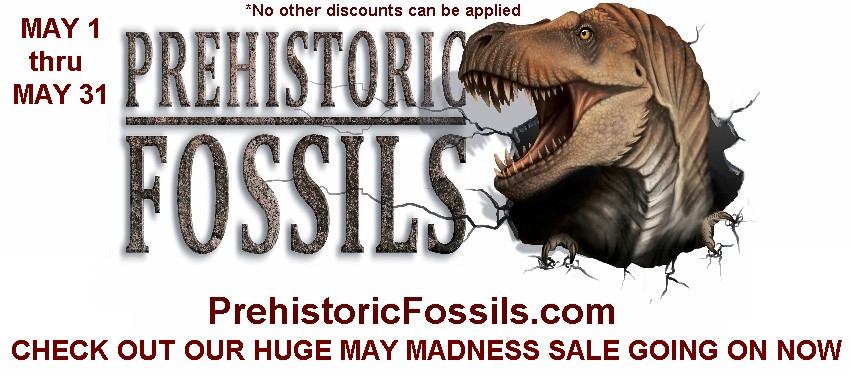 indiana9fossils's tweet image. CHECK IT OUT!
prehistoricfossils.com/new-fossils-ad…

#PrehistoricFossils #fossils #fossilsforsale #fossil #fossilstore #fossilfinds #sale #forsale #twitter #artifacts #jewerly #minerals #gems #rocks #gemstones #mineralsforsale #gifts #fyp #smallbusiness #dinosaurs