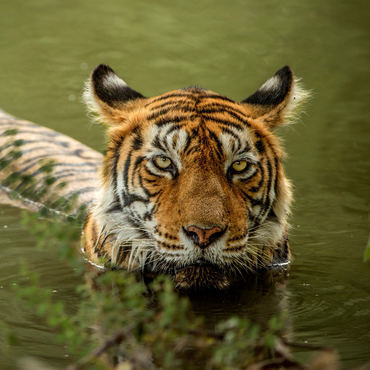 Discovery's tweet photo. A tigress cooling in water. 🌊
#DidYouKnow? The orange color in a tiger's coat is produced by a chemical called pheomelanin.
This chemical helps them to camouflage.
#TigerTuesday #ProjectCAT #ColorInNature 🌈 https://t.co/eYZnmnudKg
