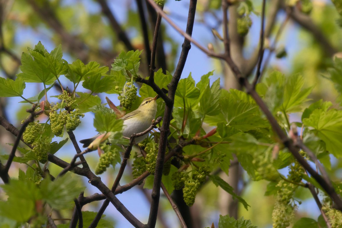 Early morning wander around my local park with Steve @Horsburgh2 when we came across this stunning Wood warbler.(great hearing) Steve.