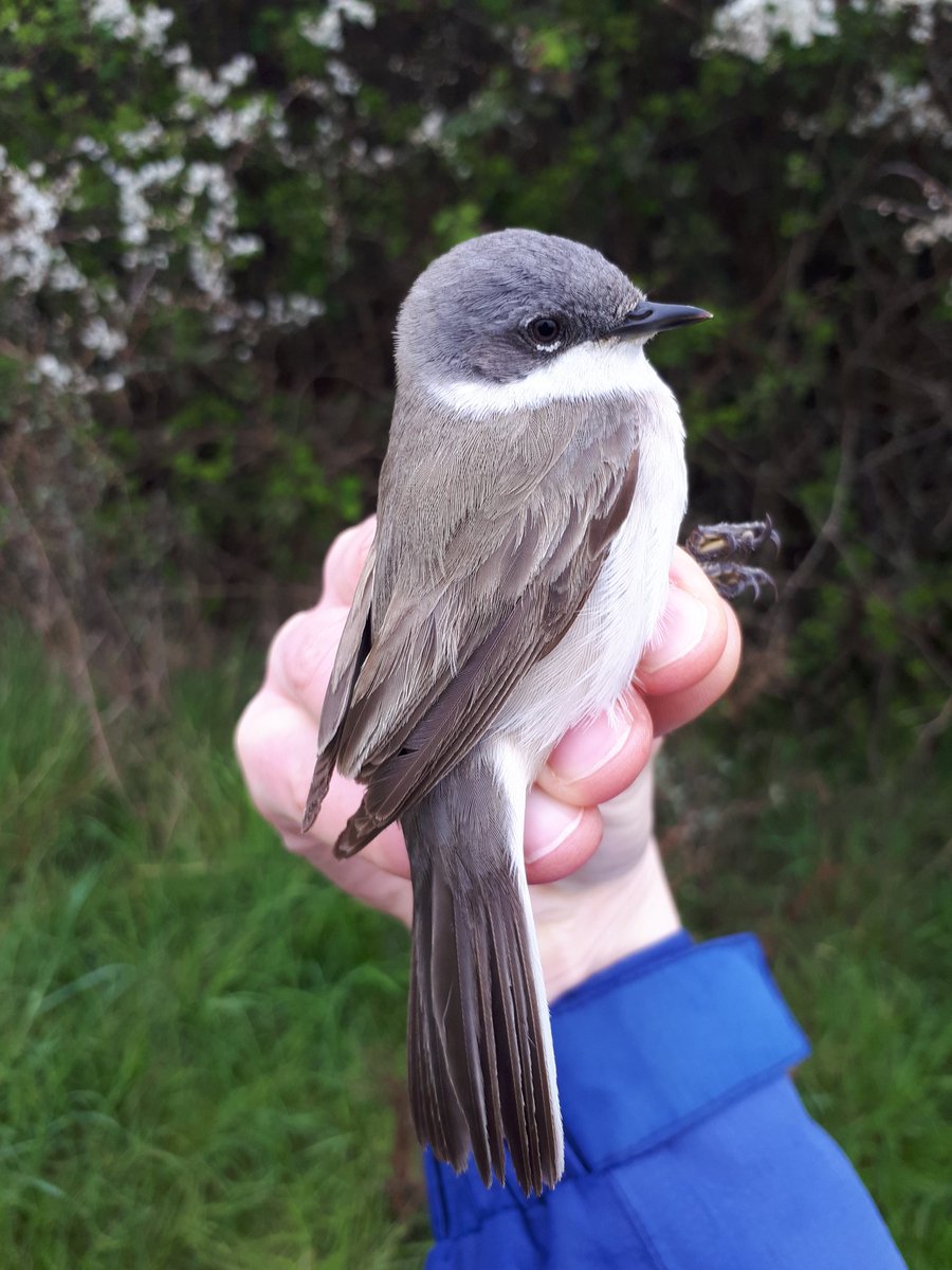 Dr Jenny Coomes tweet media