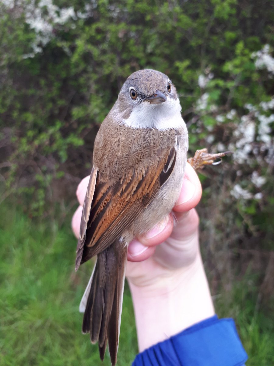 Dr Jenny Coomes tweet media