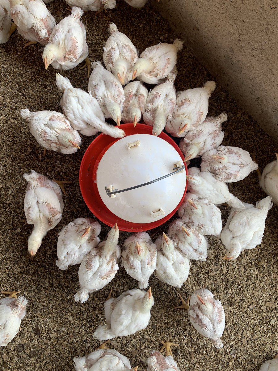 Makwala Agri on Twitter "How much is cost to grow chicken broiler in