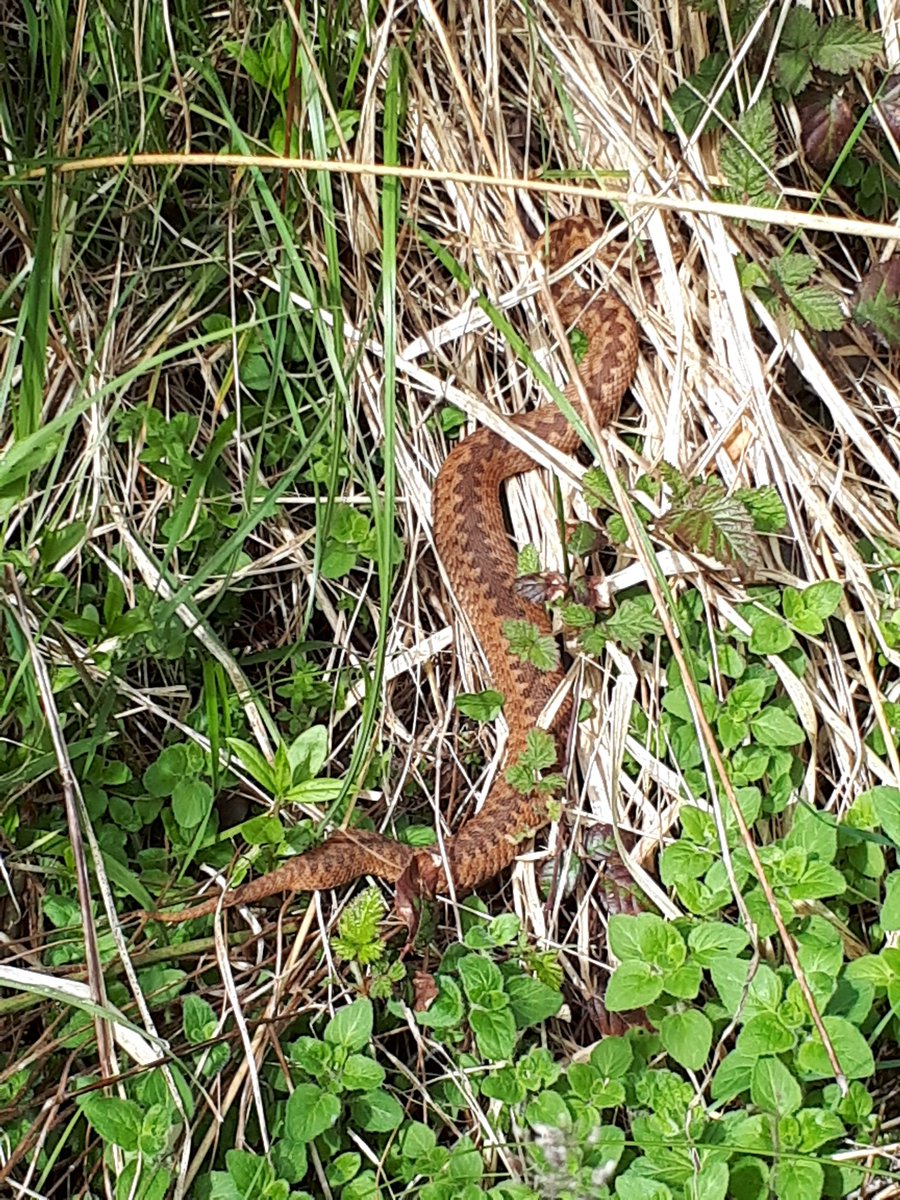 Dr Jenny Coomes tweet media