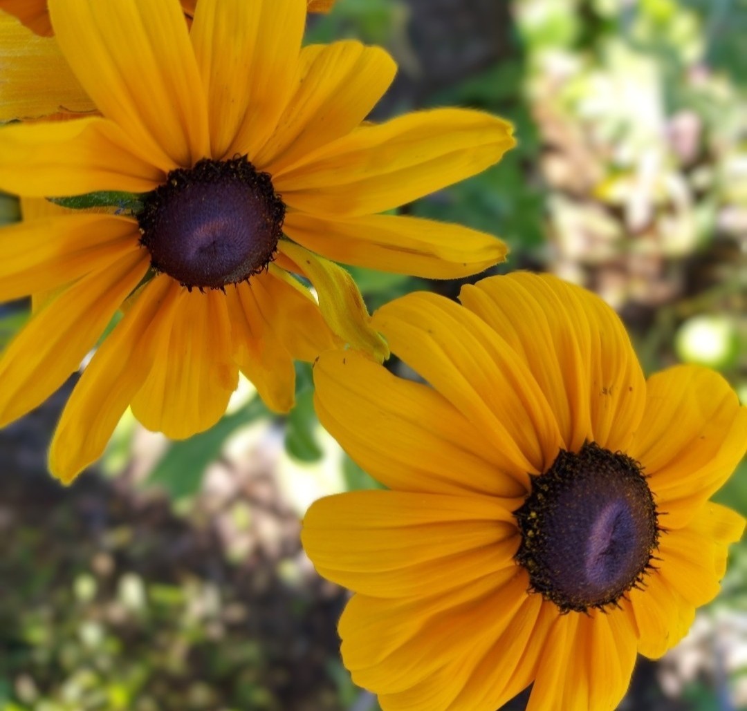 Happy May!
Have a wonderful week!
#blackeyedsusan 
#flower