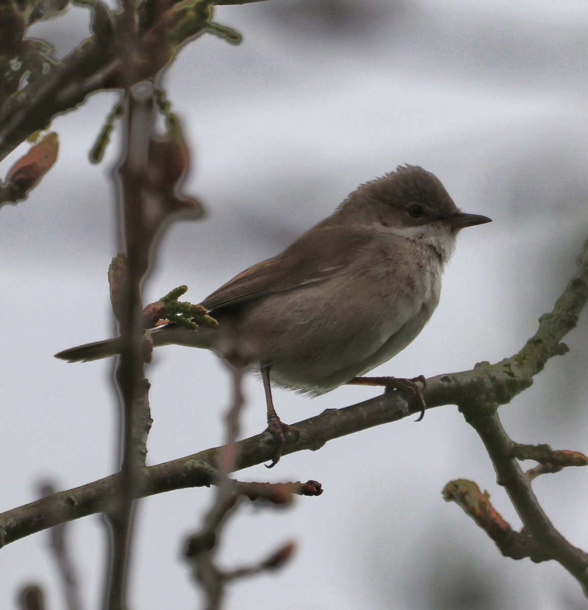Hesperus73's tweet photo. @WWTworldwide My first ever White Throat and a Swallow at @WWTMartinMere today. https://t.co/zxJTrv3WdC