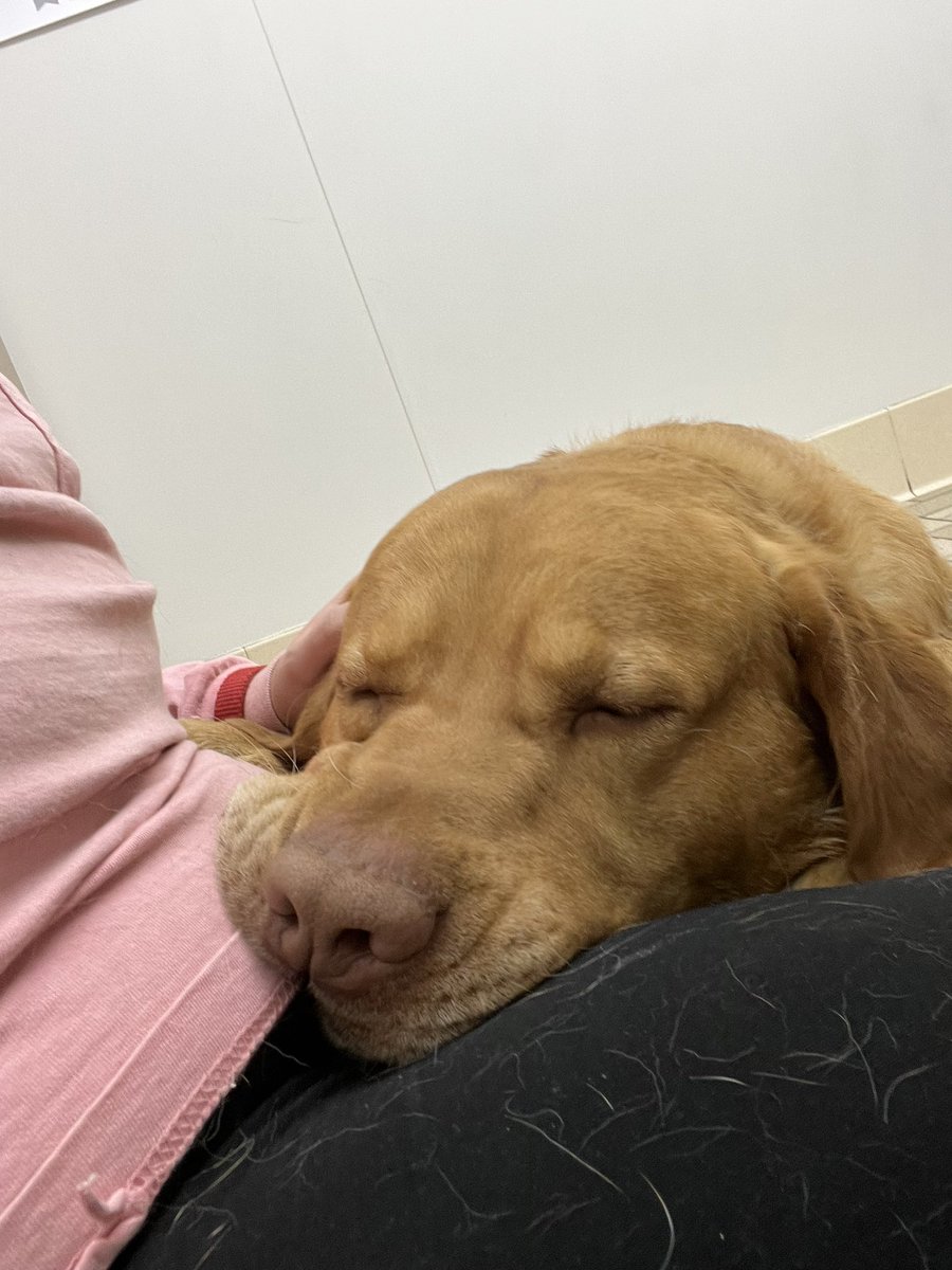 cswizzleyo1's tweet photo. Hank went in for a teeth cleaning today, they had to sedate him. https://t.co/1uCgFHxhRq
