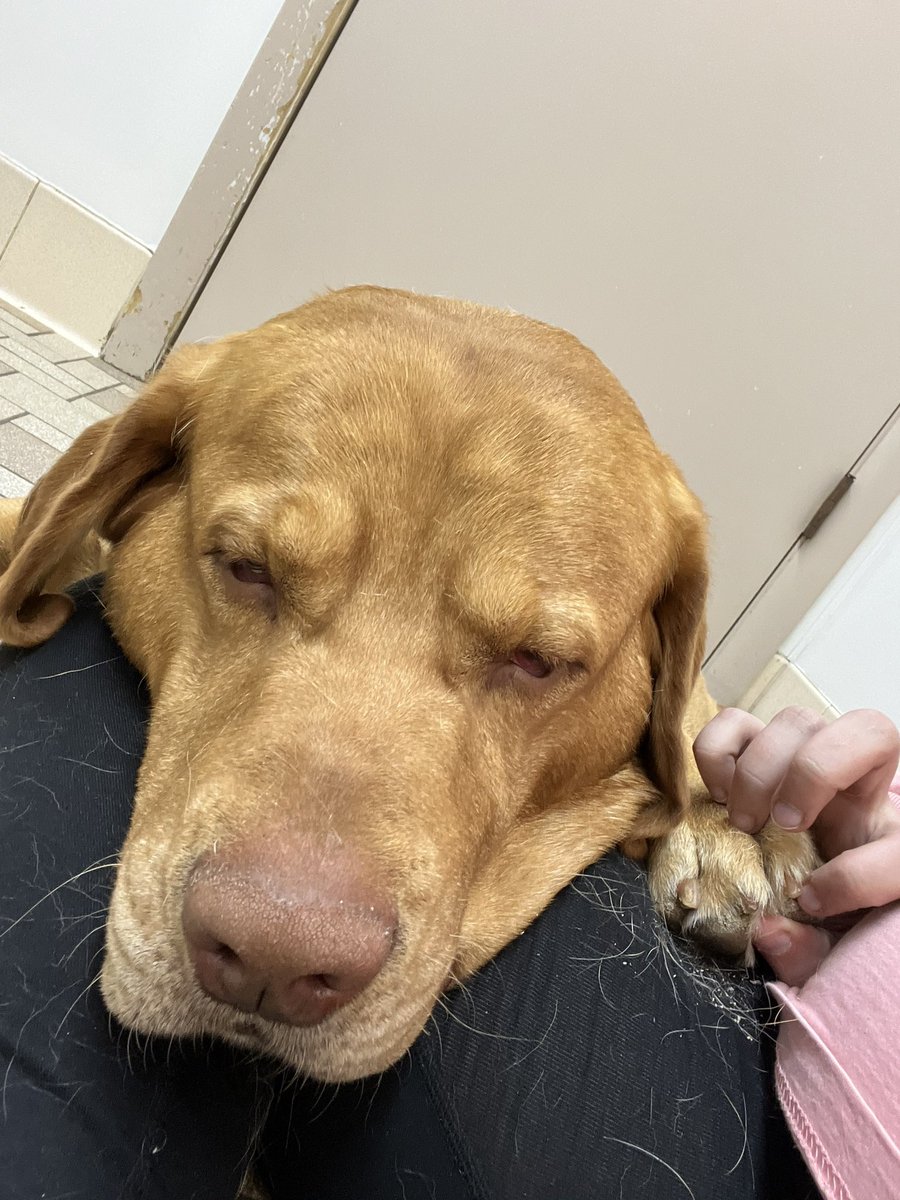 cswizzleyo1's tweet photo. Hank went in for a teeth cleaning today, they had to sedate him. https://t.co/1uCgFHxhRq