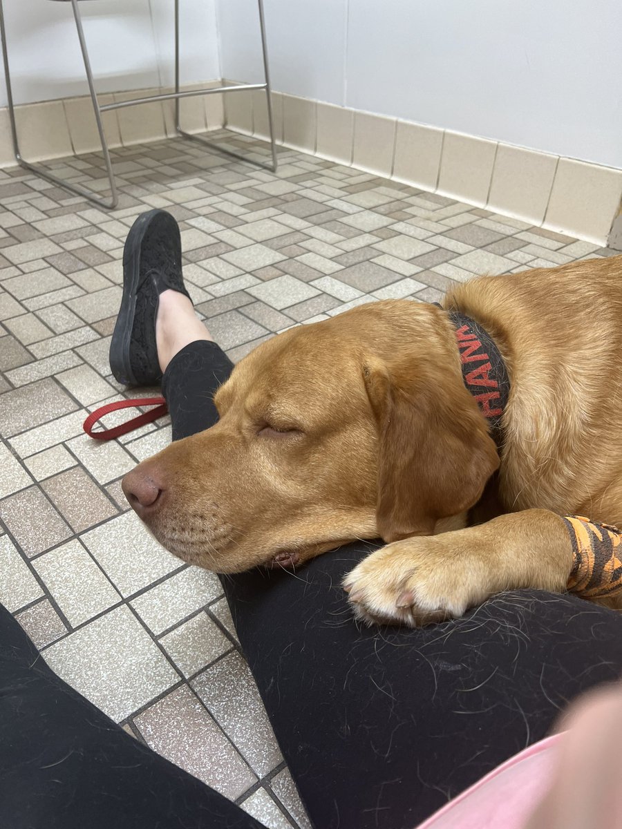 cswizzleyo1's tweet photo. Hank went in for a teeth cleaning today, they had to sedate him. https://t.co/1uCgFHxhRq