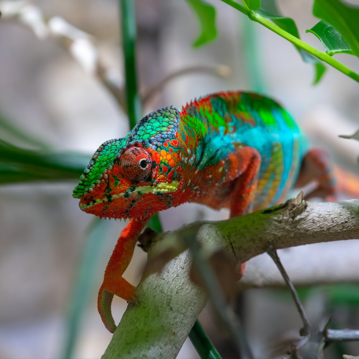 Chameleons are capable of shifting to different hues and degrees of brightness.  

#ColorInNature 🌈