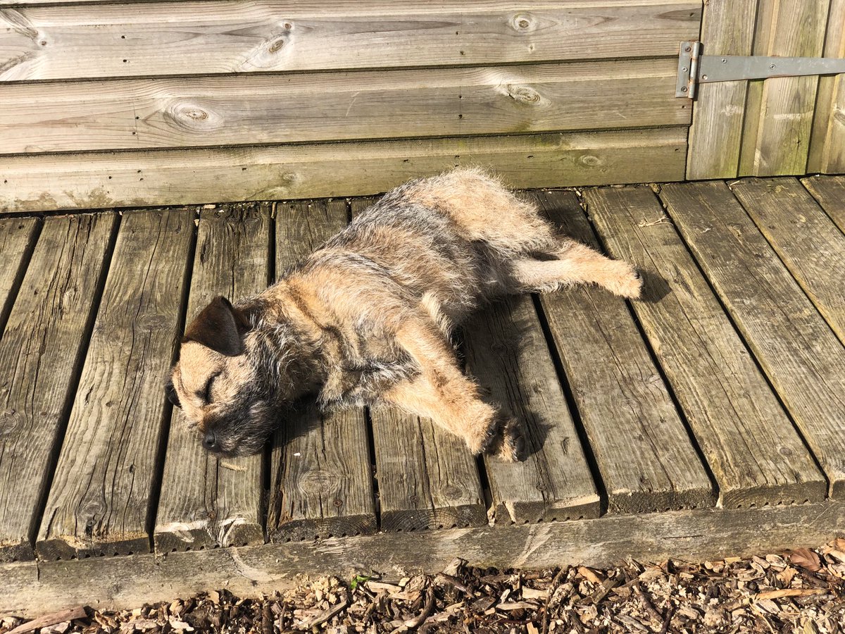 RuffralphT's tweet photo. Had enough of #gardening https://t.co/UsTXhq01Su