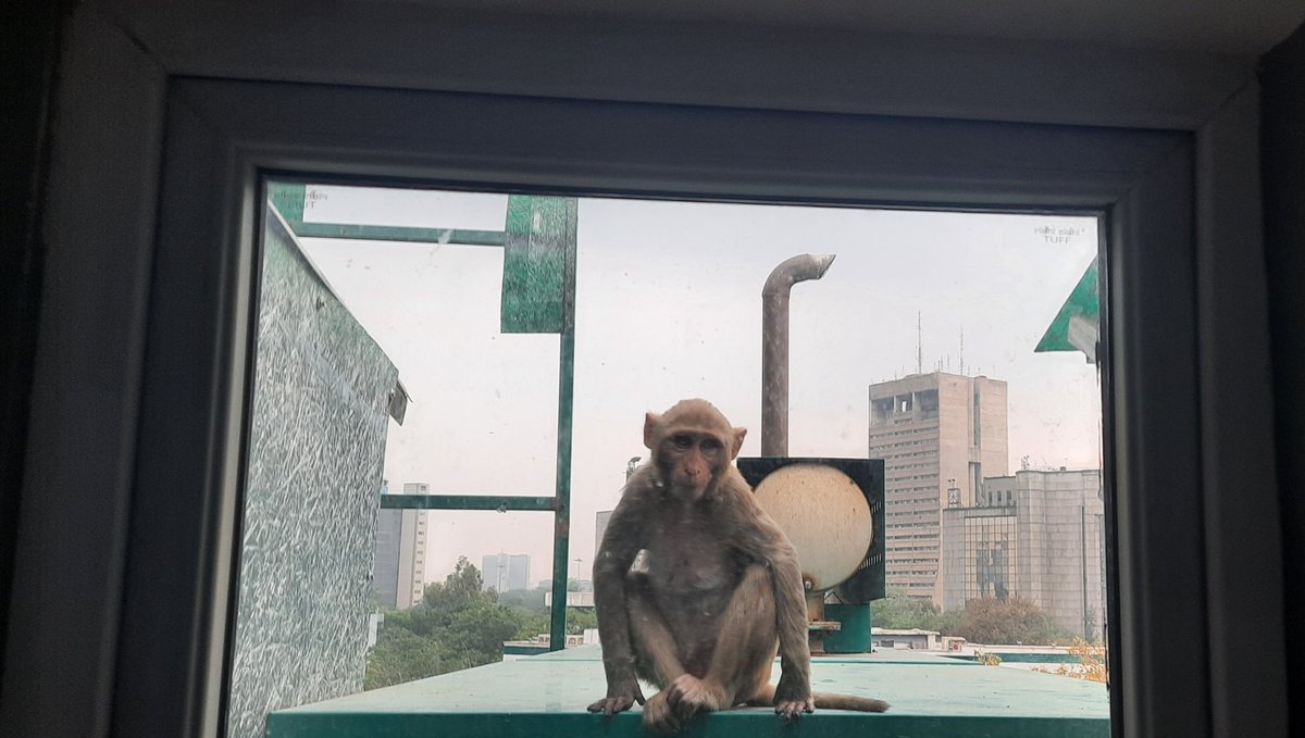 BanarasWallah's tweet photo. Mood Swings of a Monkey
He peeked through the window of the office pantry as i was preparing my coffee
#urbanphotography #Monkeygames #MondayMotivation https://t.co/lLLEDZUwAt