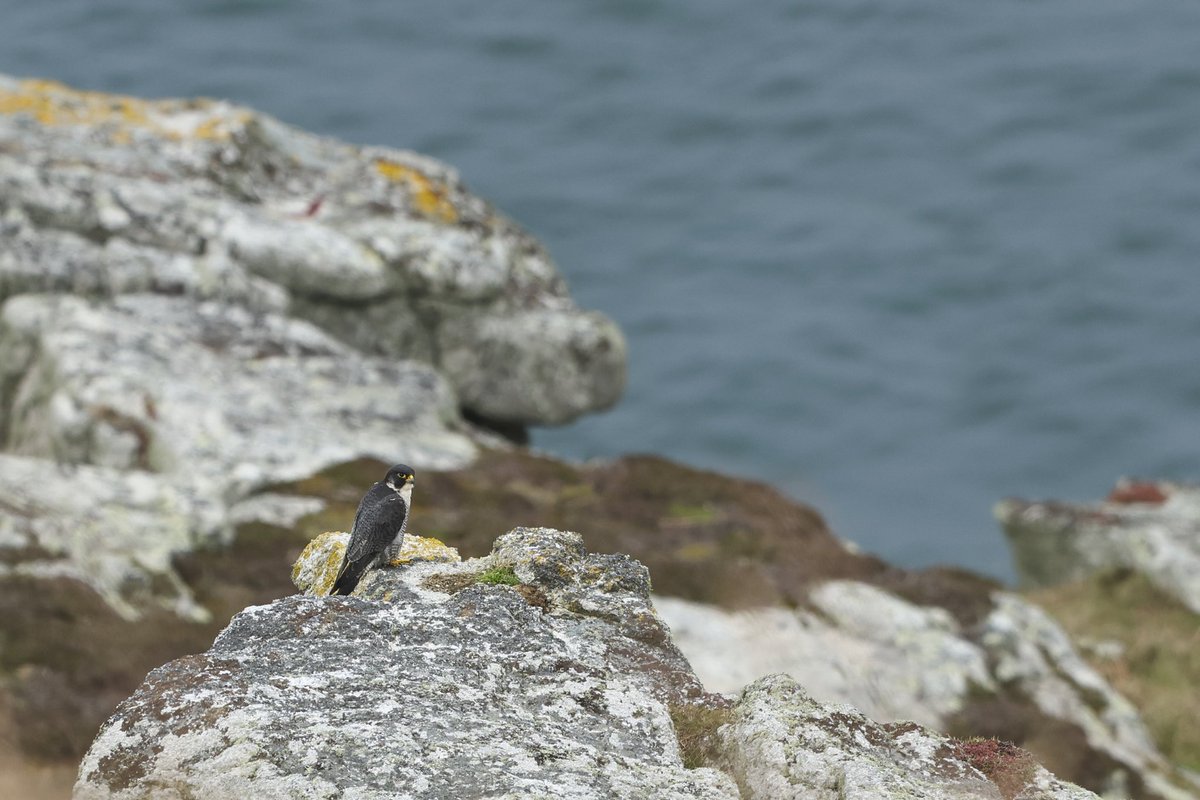 henrypagephoto's tweet photo. At last got round to sorting images from the most amazing young naturalists trip to Lundy (See web link) Met some fantastic new friends with a lot of laughs and great memories! Huge thank you to Stuart @Hairybirder, Rosie, Luke and the team at @LundyBirds. https://t.co/SWkkKu0JrT https://t.co/eXH1L37x1x