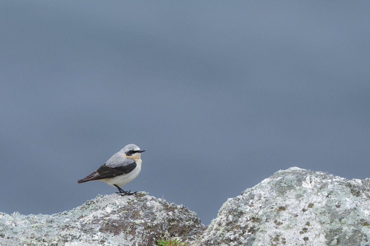 henrypagephoto's tweet photo. At last got round to sorting images from the most amazing young naturalists trip to Lundy (See web link) Met some fantastic new friends with a lot of laughs and great memories! Huge thank you to Stuart @Hairybirder, Rosie, Luke and the team at @LundyBirds. https://t.co/SWkkKu0JrT https://t.co/eXH1L37x1x