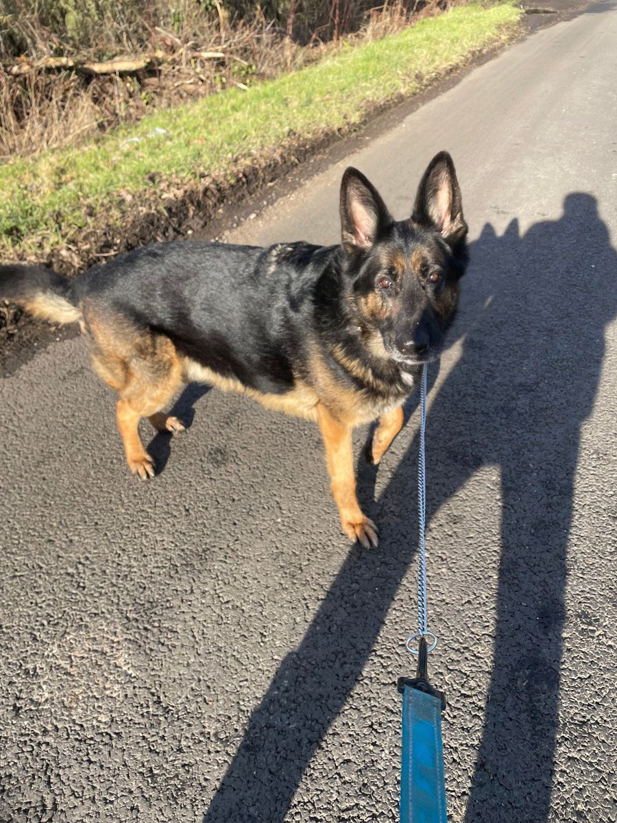 gsrescueelite's tweet photo. Shep is coming up to 5yrs old and this boy didn't have the best start in life, Shep has been ok around calm, female #dogs but will need an exp home to go back to basics 
#GermanShepherd #Essex 
https://t.co/ZZujtLT25a https://t.co/Ke3FinU0rH