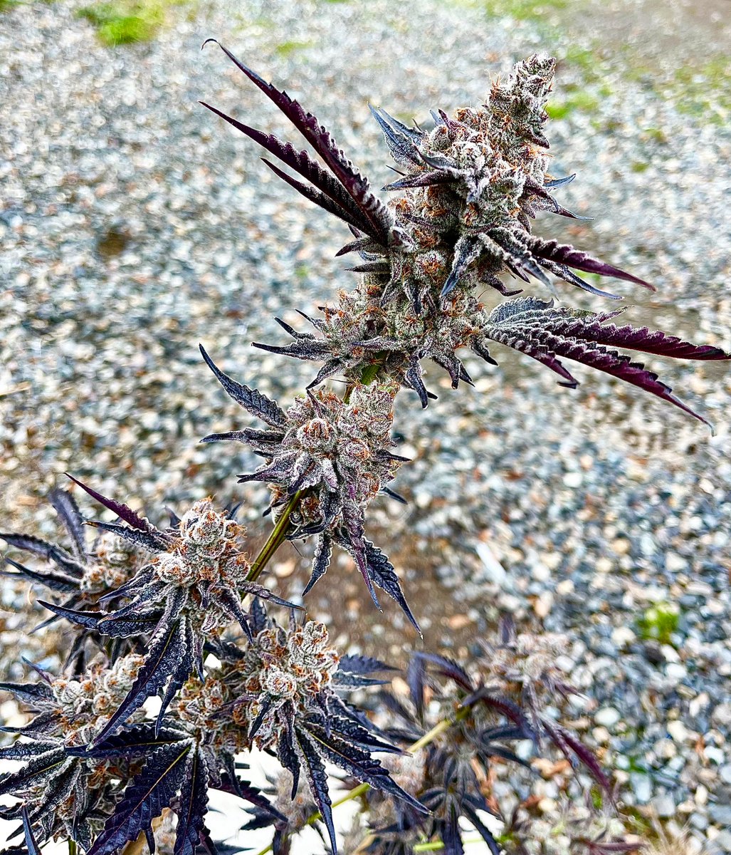 exoticgenetix's tweet photo. 🏀🍓🏀 It’s time for the first GIVEAWAY of May everyone!!! This one’s gonna be for a few early release seed packs from the Gary Poppins Lineup available later this month on https://t.co/ftuG1jaQqq!!! 3 WINNERS for this one folks!

🚨Rules~

• Follow @exoticgenetix 

• Tag 3 friends 

• Like + Retweet 

I will announce the winner in 48 hours!!! Good luck everyone!!! #exoticgenetix #garypoppins #itsalifestyle