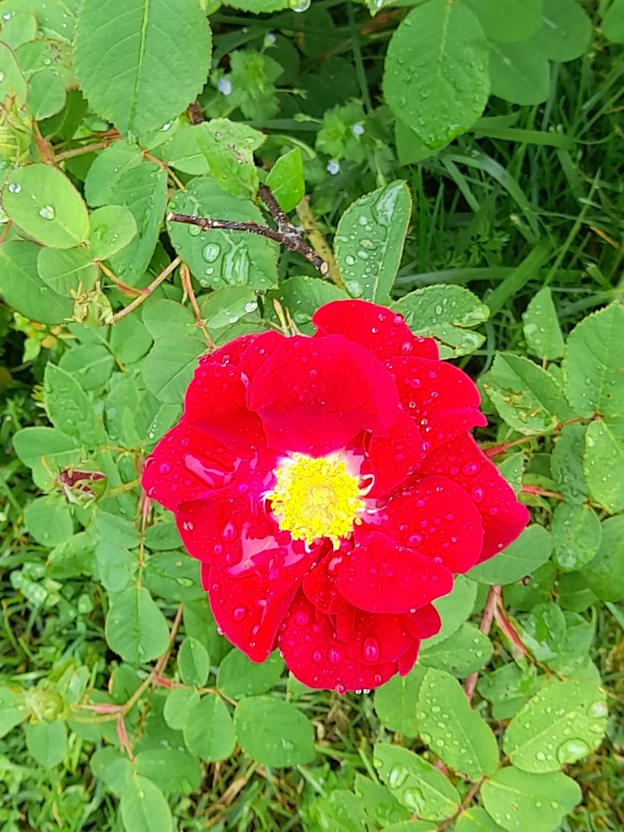 Dal Roseto Comunale di Roma! #rosetocomunale #Roma #rosetodiroma #Rosa #Flowers