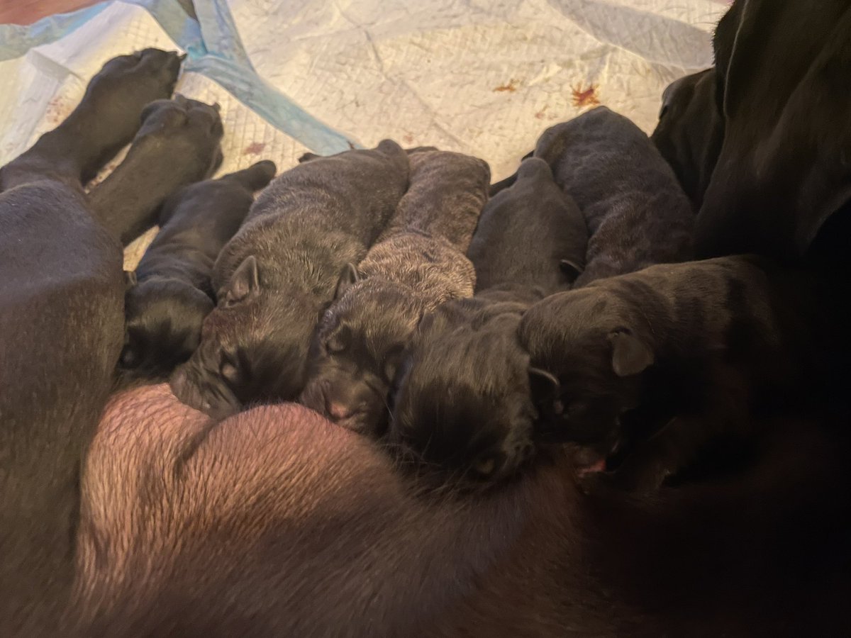 Puppies have arrived! Freya had a litter of 9 - 5 Black and 4 Black Brindle
Please reach out if interested!