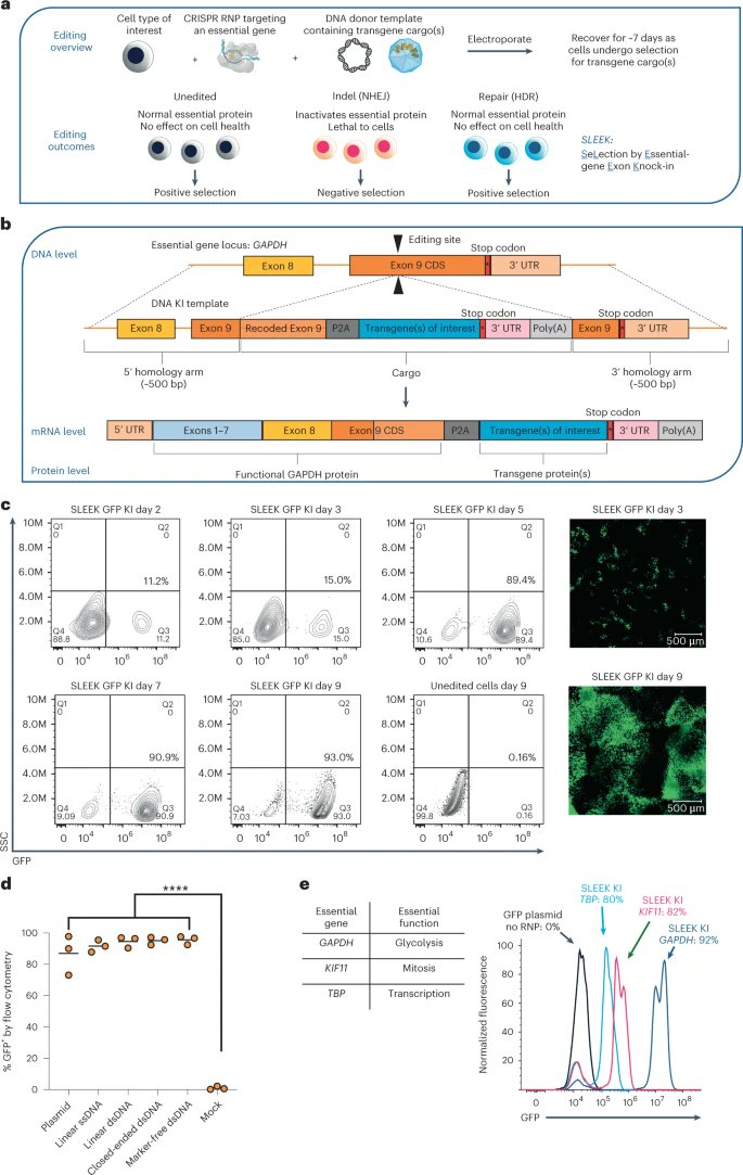 NatureBiotech's tweet photo. A highly efficient transgene knock-in technology in clinically relevant cell types https://t.co/ClbIvpMNUT https://t.co/ZNzK5wOqpQ