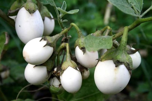 Why are they called "eggplants"? Because they used to look like this.

We hope this doesn't mess up your emoji game.
