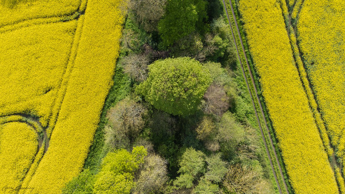 gerryjc's tweet image. Some more yellowy goodness from above in North County Dublin yesterday.

#fieldsofgold #northcounty #irelandseastcoast #lambayisland #icu_ireland #irish_daily #bestirelandpics #dronephotography #dji #djimini2 #thefullirish  #dublinexplore #lovefingaldublin #lovefingal #Skerries