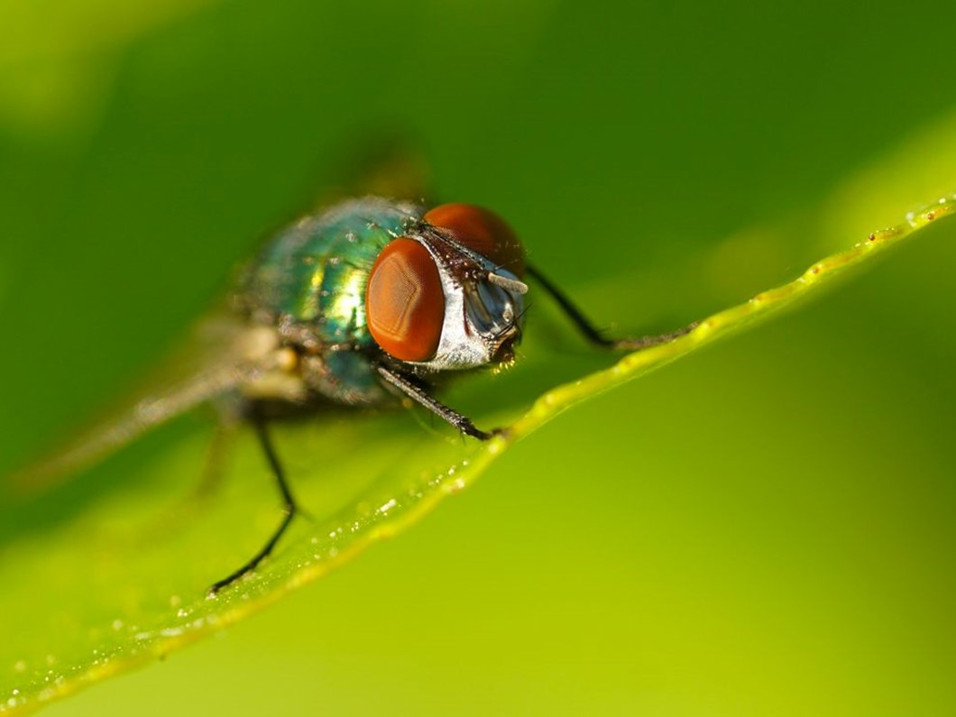 En ehemmiyetsiz ve en küçük zannettiğimiz mahluklar, bazan san'at ve hilkat cihetinde en büyüğünden daha büyük olur. Sinek tavuktan san'atça ileri geçmezse de, geri de kalmaz. 
 Tarihçe-i Hayat
#sinek
#sanat
#yaratılış