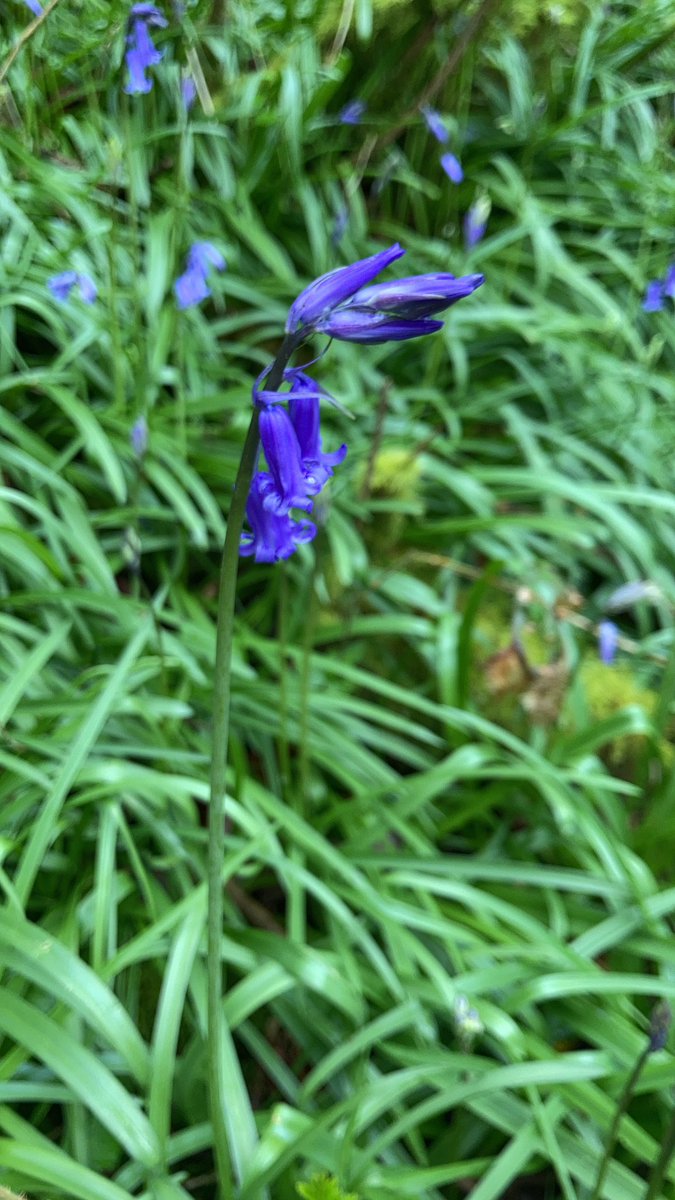 JenniferMcElwa3's tweet photo. #Bluebells #wildflowerhour 

https://t.co/UlXcBHVHEf https://t.co/HFLOuhNKSs