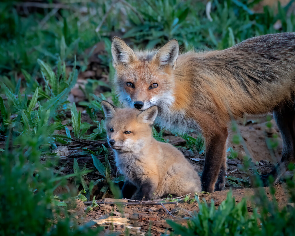 A family of red foxes (Vulpes vulpes) posed for a family portrait session outside their den in our non-public natural lands. 

Plants aren’t the only things that grow in a healthy ecosystem. #CuteOverload #BabyAnimals
