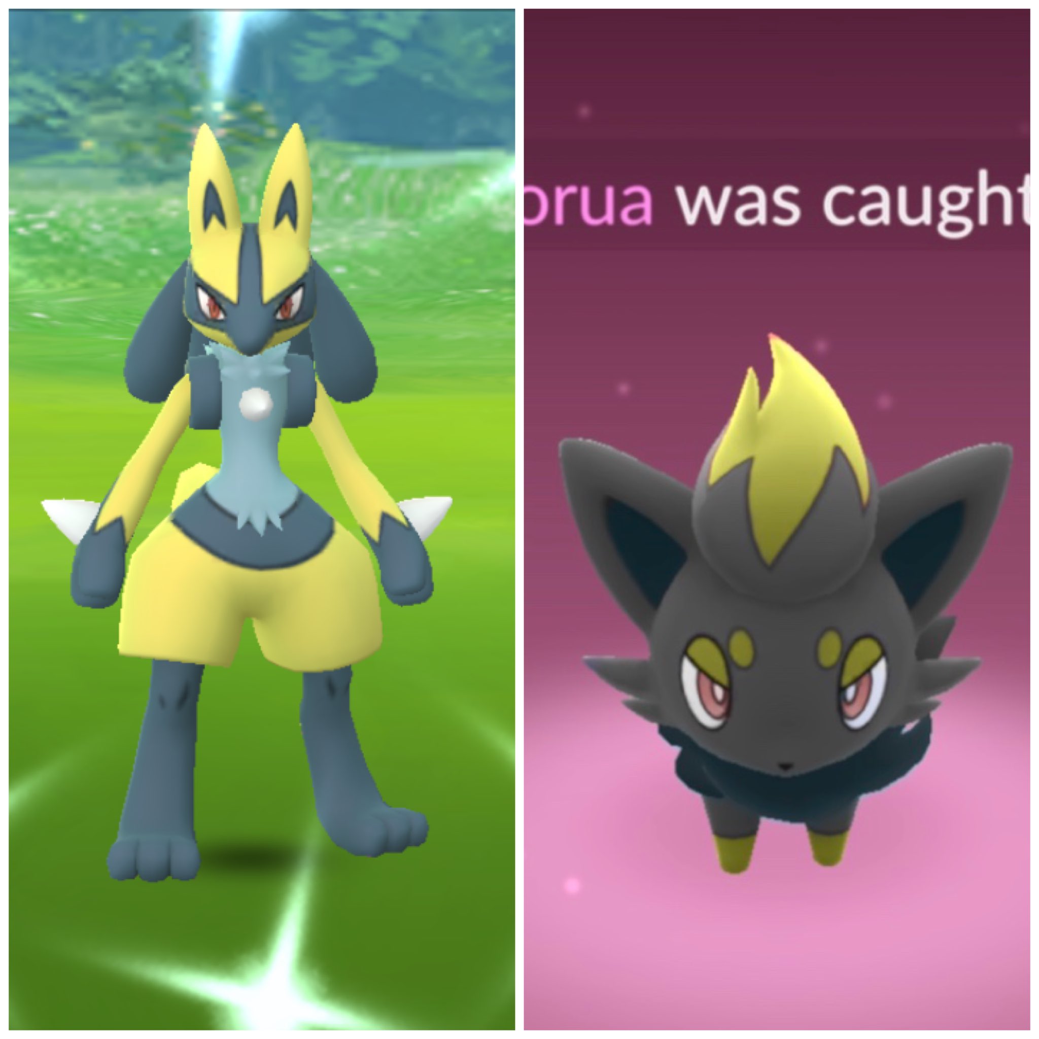 How to get Shiny Zorua in Pokémon GO