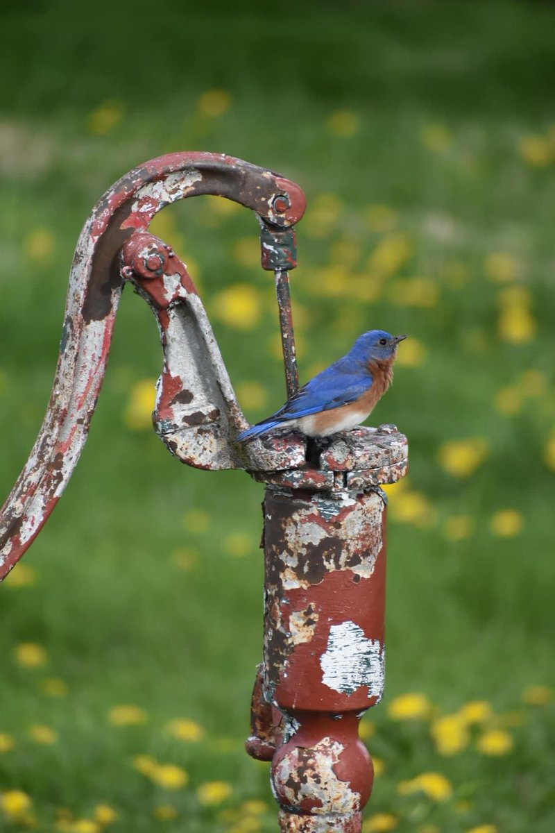 Look at this beautiful eastern Bluebird, that Eric Clark found in his yard, here from Marion County.  #marioncountyparkdistrict #birdsofohio #ohiobird #ohiobirding #ohiobirdnerds #ohiobirdwatching #MarionOhio #MarionMade #visitmarionohio #gooutandexploreyourmarioncountyparks