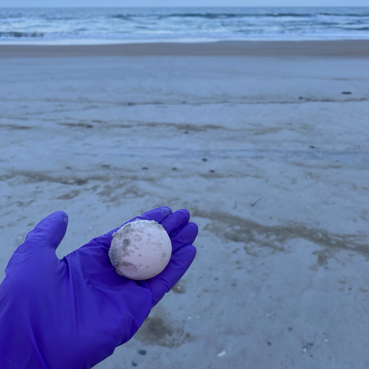 N.C. Coastal Reserve tweet media