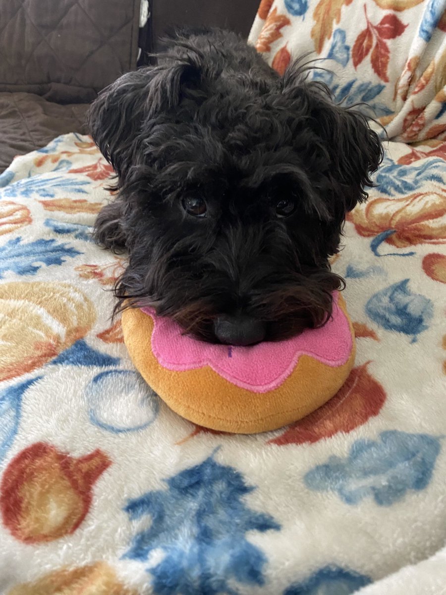 My Charlie bear #dogsoftwitter #MiniatureSchnauzer UKDogOwner.co.uk/dog-breeds/Min…