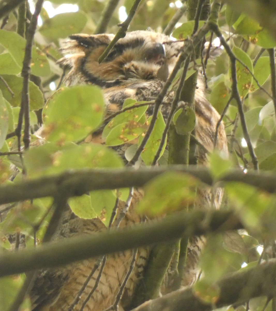 Eagle Owl at Russia Dock Woodland this afternoon, appears to be Bengal (AKA Indian or Rock) #eagleowl #londonbirds