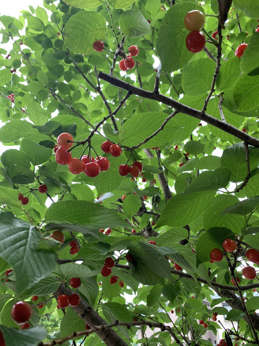 Gacci@Amiliyah🍙 tweet media