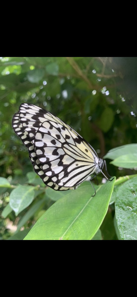 Gacci@Amiliyah🍙 tweet media